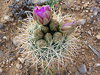 Eight buds, Johnson's pineapple cactus