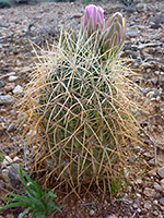 Spiny plant