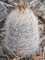 Lloyd's fishhook cactus