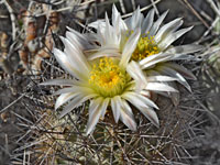 Two large flowers