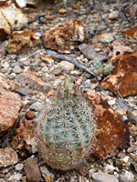 Egg-shaped stem of Warnock's pineapple cactus