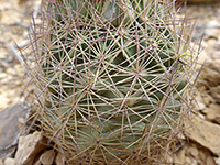 Warnock's pineapple cactus spines
