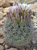 White pineapple cactus flowers