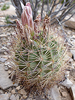 Withered flowers of Warnock's pineapple cactus