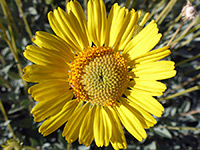Encelia actoni