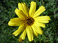 Encelia californica