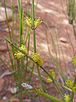 Ephedra viridis