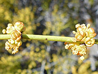 Pollen cones