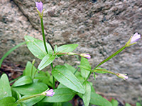 Group of flowers