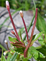 Flowers and leaves