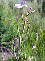 Withered flowers