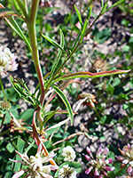 Tall Annual Willowherb