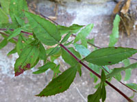 Toothed leaves