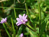 Epilobium ciliatum