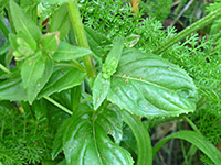 Fringed Willowherb