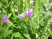 Flowers and bud