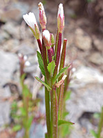 Hornemann's Willowherb