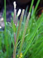 Milk-Flower Willowherb