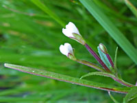 Flowers and developing fruit