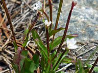 Purple-edged leaves