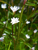 Notched white petals