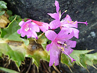 Pink flowers