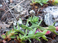 Rock Fringe Willowherb