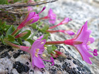 Petals, sepals and ovaries