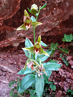 Flowers and leaves