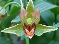 Red and green flower