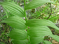 Wide leaves, Wide green leaves of epipactis gigantea, in Hellhole Canyon, Anza Borrego Desert State Park, California