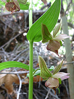 Two flowers, Two flowers of epipactis gigantea, in Hellhole Canyon, Anza Borrego Desert State Park, California