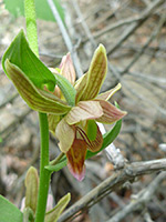 Flower and stem leaves, Flower and stem leaves - epipactis gigantea in Hellhole Canyon, Anza Borrego Desert State Park, California