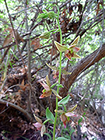 Alternate flowers, Alternately-arranged flowers of epipactis gigantea, in Hellhole Canyon, Anza Borrego Desert State Park, California