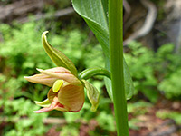 Side view of a flower