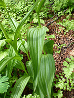 Grooved stem leaves