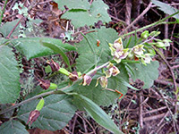 Flower stalk