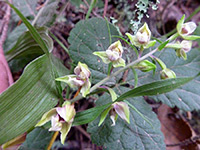 Broad-Leaved Helleborine