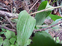 Wide leaves