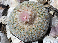 Epithelantha micromeris