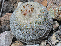 Withered button cactus flowers