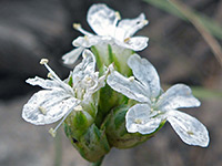White-petaled flowers