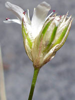 Sepals and petals