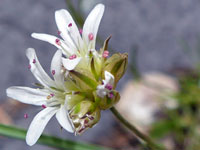 White petals and purple anthers