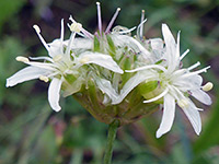 Ball-head sandwort