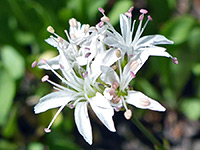 White flowers