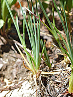 Stems and leaves