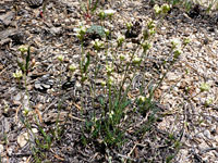 Group of plants