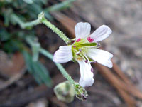 King's Matted Sandwort