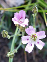 Pale pink flowers